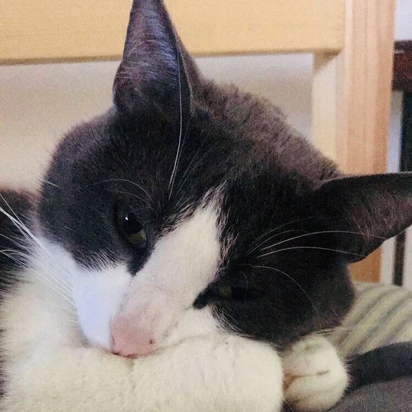 Olive the cat, the inspiration behind Olive Co.